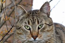 Ucretsiz Resim Yavru Kedi Cizgili Kedi Kurk Biyik Yerli Kedi Kedi Pisi Hayvan