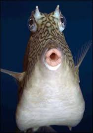 Funny Fish Faces Some Just Look Like Human Face Expression Fish Face Fishing Humor Fish