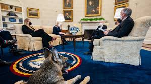 The president and first lady have another dog, major, who joined the family in 2018.major is the. Photos First Dogs Champ And Major Make First Oval Office Appearance Wjla