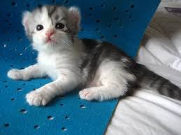 American Curl Kittens Available Kittens For Sale Or Adoption New York City American Curl Kittens American Curl Cat Breeder