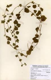 Image result for Sida javensis