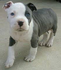 As you can see, our dogs live live it up. Image Discovered By Lane Find Images And Videos About Love Cute And Adorable On We Heart It The App White Pitbull Puppies Cute Baby Animals Pitbull Puppies