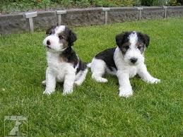 Image result for foxterier drsnosrstý