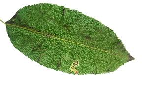 Image result for Stigmella pyri