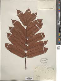 Image result for Pachylobus osika