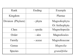 Kingdom_id phylum_id class_id order_id family_id genus_id species_id. Plant Taxonomy Ppt Video Online Download