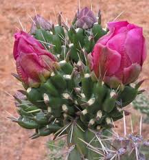 Image result for Opuntia imbricata