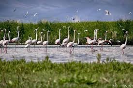 Foto Sukru Sarikaya Eber Golu Flamingolar Turkiye Geziler Turkiye Flamingo