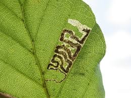 Image result for Stigmella ulmariae