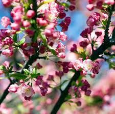 An excellent landscape choice for all four seasons. Blossom Trees For The Garden Crabapple Tree Cherry Blossom Tree
