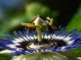 Passion Flower Symbolism Ehow Passion Flower Crucifixion Of Jesus Flowers