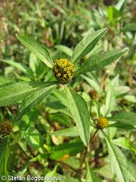 Image result for foto Dvouzubec