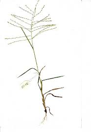 Image result for Trichoneura grandiglumis