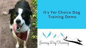 Digital journal is a digital media news network with thousands of digital journalists in 200 countries around the world. 13 Dog Training Games And Exercises To Make Dog Training Fun Journey Dog Training