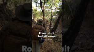 Image result for Mimusops obtusifolia