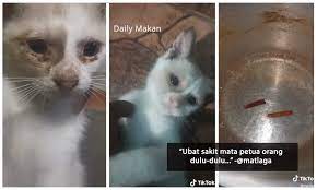 Cara mengobati sakit mata pada kucing secara alami yang pertama adalah dengan membasuh mata kucing yang sakit dengan air garam. Cara Mudah Rawat Mata Kucing Yang Berair Dengan Menggunakan Bahan Yang Ada Di Dapur Je Jimat Kos Dan Cepat Sembuh Daily Makan