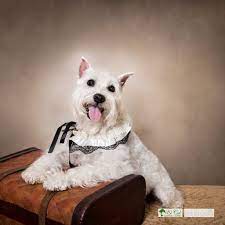 Palm beach equine clinic wellington, fl 33414. El Cid Animal Clinic Pet Photographer Pet Photography Dog Photographer Dog Photos Dog Photography Palm Beach Animal Photography Dog Photos Dog Photograph