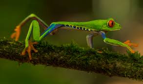 Links 282025 | naked capitalism