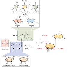 Dna codes genetic information for the transmission of inherited traits. 3 5 Nucleic Acids Texas Gateway