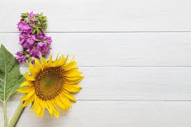 Maybe you would like to learn more about one of these? Flowers Background Sunflower Hd Wallpaper Wallpaperbetter