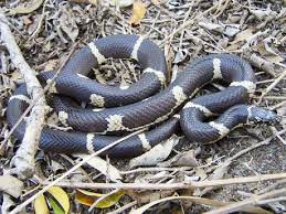 Kingsnake Com The Kingsnake And Milk Snake Page Eastern Kingsnake Milk Snake Snake Reptiles