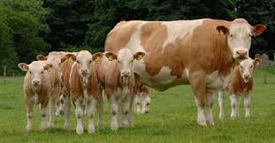 Simmental Cattle Cow Pictures Cow Cow Calf