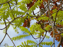 Image result for Centrolobium robustum