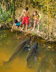 43 Ichthyology Ideas Freshwater Fish Fish Aquarium Fish