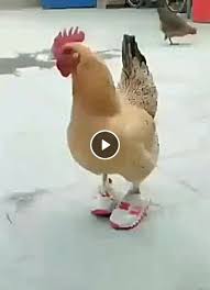 Animated Gif So That Your Feet Do Not Freeze Animals Chicken Funny Sneakers Shoes In 2020 Funny Animal Pictures Funny Animal Videos Animal Fails