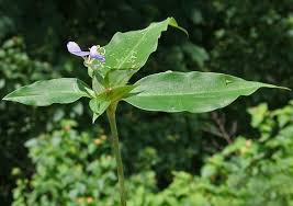 Image result for Commelina bracteosa