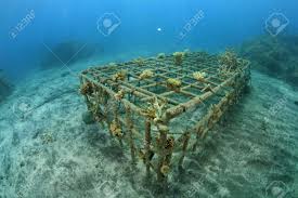 Coral reefs are made of stony corals. Artificial Coral Reef In The Ocean Stock Photo Picture And Royalty Free Image Image 12560164