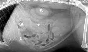 It leads to vomiting, stomach pain, diarrhea. Feline Pancreatitis Clinician S Brief