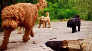 It comes in 3 sizes, ranging from 14 to 24 inches tall, weighing between 15 to 65 pounds. Australian Labradoodle Archive Von Der Vils