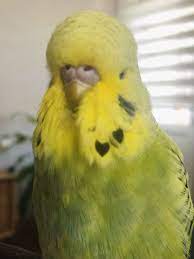 ando adli kullanicinin english budgie panosundaki pin 2021