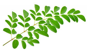 Image result for Moringa oleifera