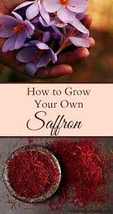 How To Grow Your Own Saffron Home Vegetable Garden Growing Vegetables Growing Saffron