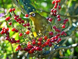 Image result for Solanum giganteum