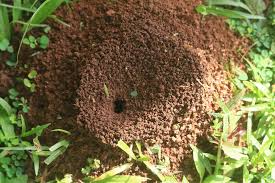 These mounds look like hills of loose dirt. How To Get Rid Of Ants 11 Best Natural Home Remedies