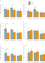 Image result for Hermannia boraginiflora