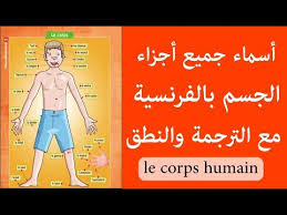 تعلم اسماء جميع اعضاء الجسم بالفرنسية مترجمة مع النطق Les Parties Du Corps Humain Youtube