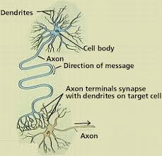 The Nervous System