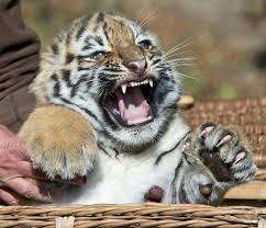 Photos Over 100 Top Animal Pictures Of The Year Cute Tiger Cubs Animals Baby Animals