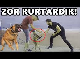 Gaziantep Kurban Pazarina Gittim Kriz Mi Var Youtube