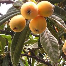 Eriobotrya Japonica Neflier Du Japon Bibacier Arbre Fruitier Petit Fruit Fruitier