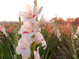Image result for Gladiolus magnificus