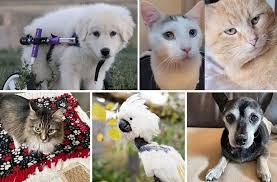 Safe haven puppy rescue petfinder. 5 Colorado Special Needs Pets That Need Your Love This Summer