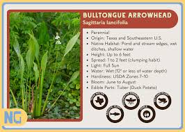 Image result for Agelanthus toroensis