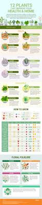 Data Chart How To Grow 12 Super House Plants That Also