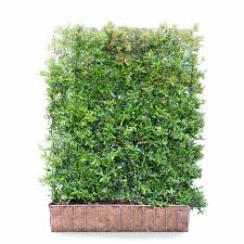 Plants have a columnar shape that fits into narrow spaces. Pyracantha Hedging Screen Firethorn Dart S Red 155cm High X 120cm Wide Hedges Direct