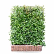 They take up less space than a hedge, so are a good choice for smaller gardens and courtyards. Pyracantha Hedging Screen Firethorn Dart S Red 155cm High X 120cm Wide Hedges Direct